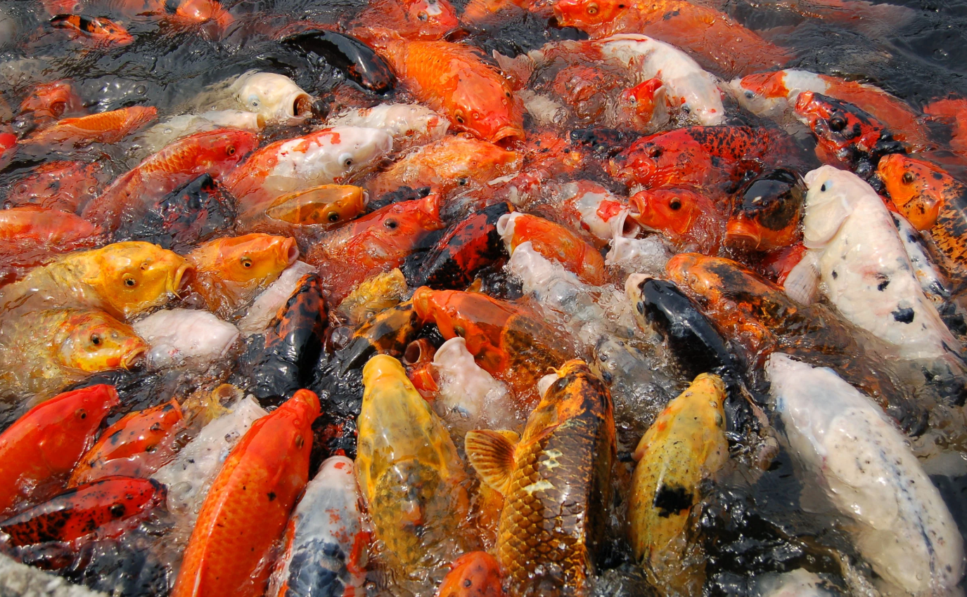 Indian  Koi Carps