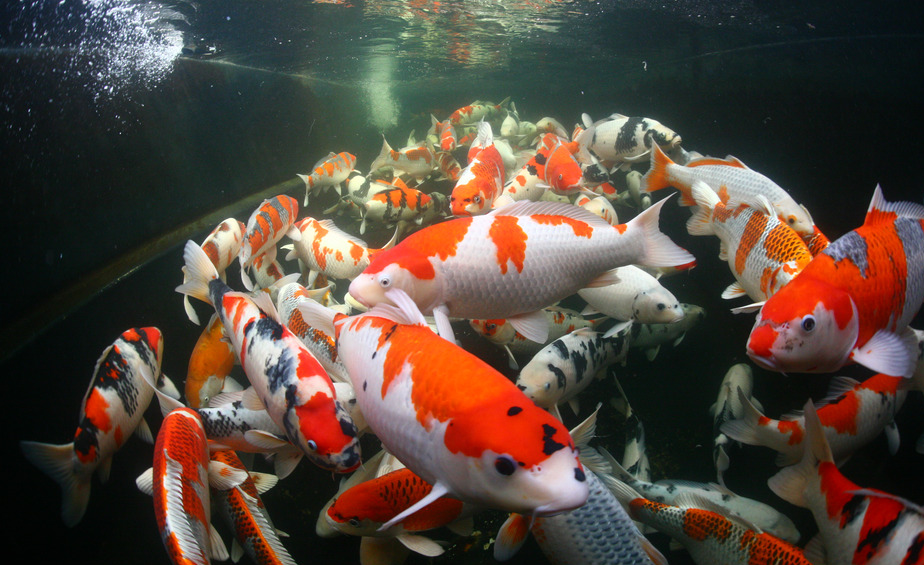 Tri Color Koi
