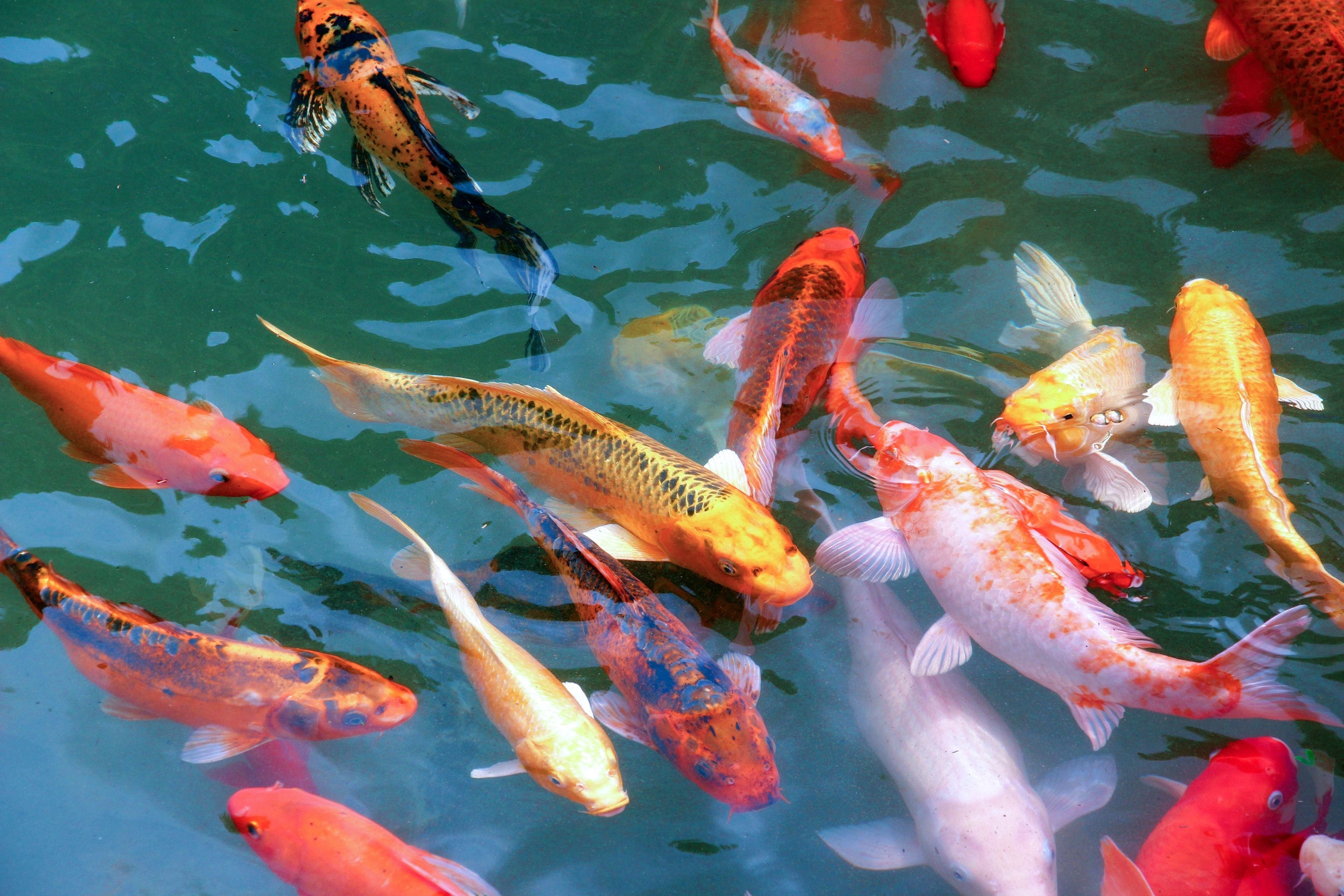Metalic Koi's