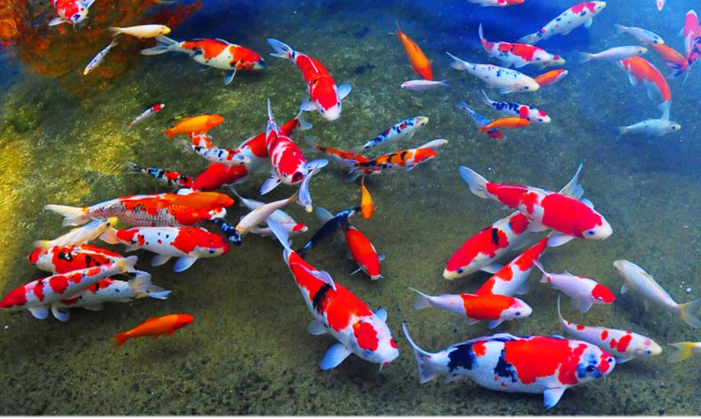 Japanese Koi