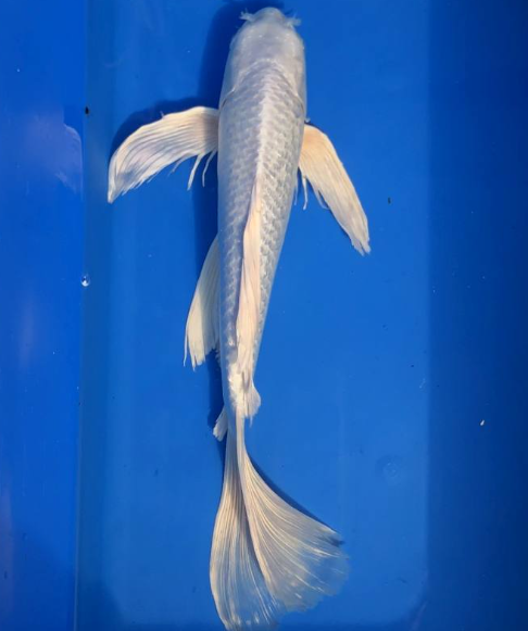 Snake Skin Koi
