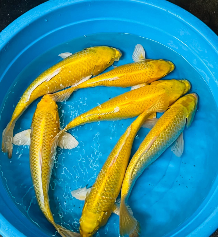 Dark Yellow Koi