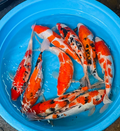Japanese Mix Koi