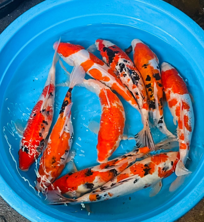 Japanese patches koi