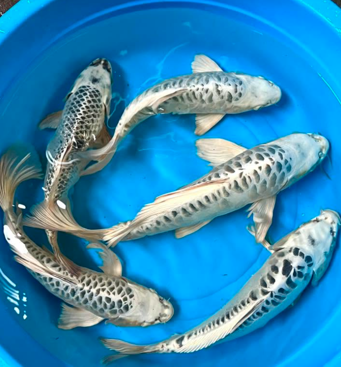 Butterfly koi (Copy)