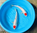Tacho Red Koi