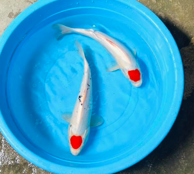 Tacho Red Koi