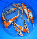 Tri color Patch Koi
