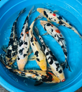 White Black Spotted Koi Fish